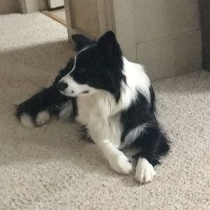 Meet your Posher, Joanne